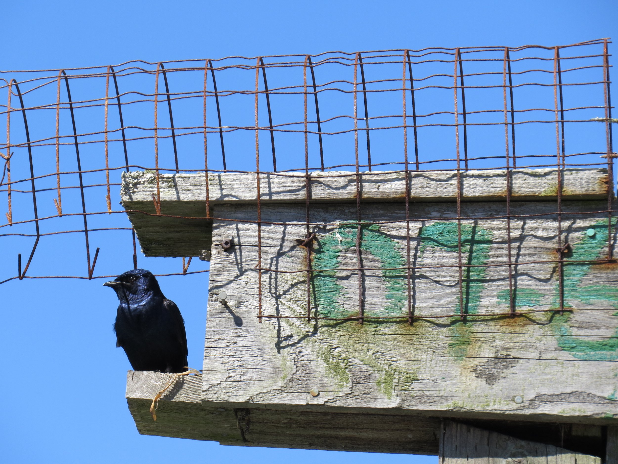 PurpleMartin
